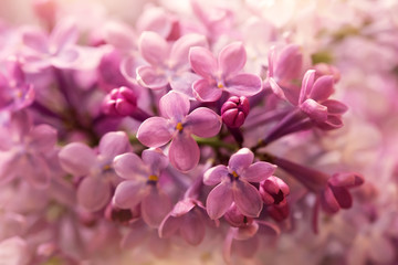 cute purple lilac flowers close up