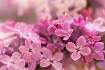 Fototapeta na wymiar tender soft purple lilac flowers close up