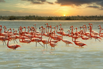 Flamingos im Golf von Yucatan
