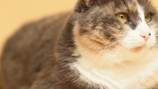 cute plump cat face with a white collar on studio yellow background, serious domestic pet with chubby cheeks