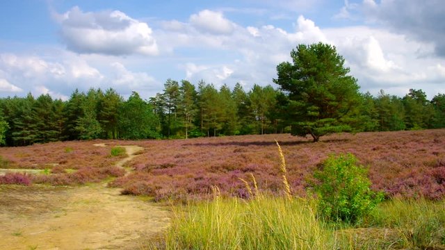 L&uuml;neburger Heide im Herbst, Bodenteicher Heide