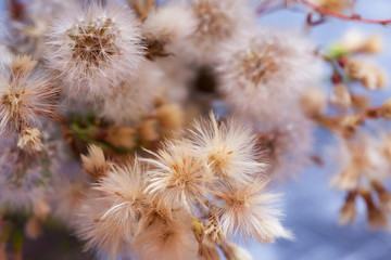 cute fluffy flowers, closeup view