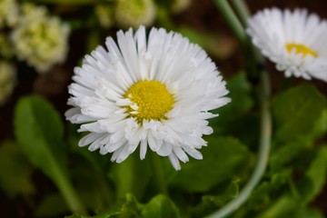 Beautiful daisy flowers in ueno park