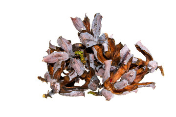 thuja isolated on white background