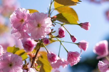 Sakura Blossom Branch at Sunny Spring Day