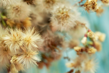 cute soft fluffy flowers, macro view