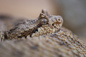 Sidewinder - Crotalus cerastes, inconic venomous rattlesnake from desert regions of the southwestern United States and northwestern Mexico.