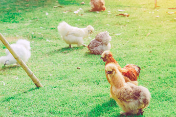 Many chickens rest happily on the chicken farm in the afternoon. Outdoors close up selective focus image.