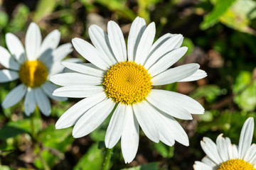 Obraz premium Leucanthemum x superbum 'Snowcap' a white herbaceous summer autumn perennial flower plant commonly known as Shasta Daisy