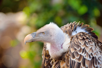vulture in close up