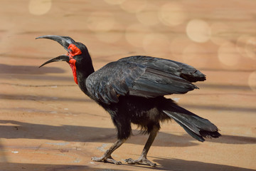 Burcove a black and red African bird