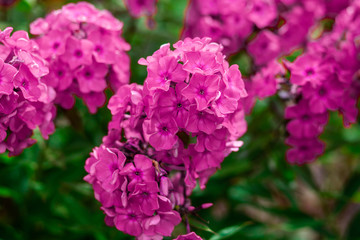  Beautiful colored spring flowers blurred background