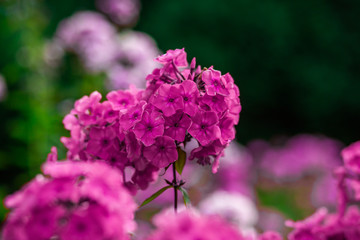 Obraz premium Beautiful colored spring flowers blurred background