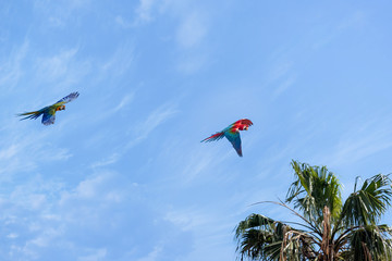 parrots flying in a blue sky