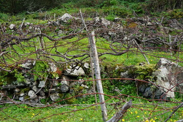 Weinberg bei Porto Moniz (Madeira)