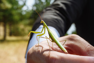 mantis insect