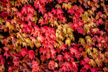 Wall covered by Virginia creeper, Victoria creeper, five-leaved ivy (Parthenocissus quinquefolia) - obrazy, fototapety, plakaty