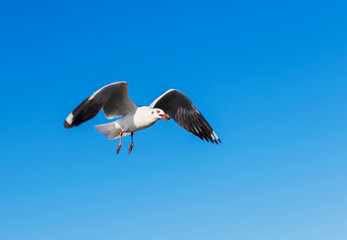  Seagulls flying in the blue sky The beauty of nature in summer