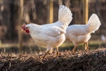 Couple of Leghorn chicken in a free range farm.