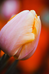 Fototapeta na wymiar Beautiful orange pink tulip bud close up.