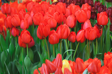 Beautiful multi colored tulips in the garden.