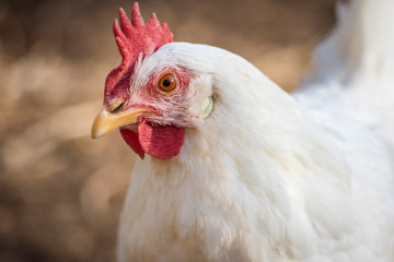 Leghorn chicken face close up, beautiful comb and beak.