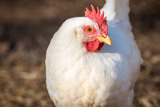 Leghorn chicken head close up