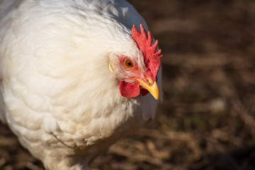 Leghorn chicken close up