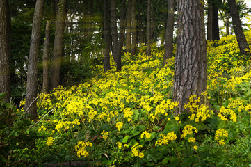 Pine trees with yellow flower background