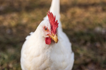 Leghorn chicken head front close up