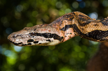 Boa dans la réserve de Lokobe. Nosy Be, Madagascar