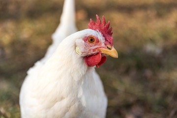 Leghorn chicken face close up