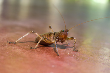 Sauterelle sur une terrasse de l'île de Nosy Komba, Madagascar.