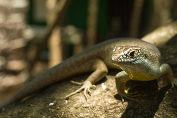 Scinque des Comores de Mayotte