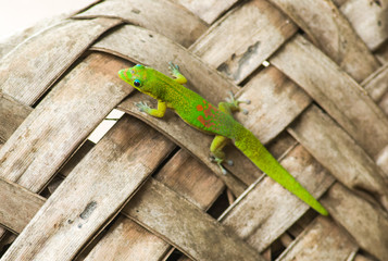Gecko poussière d'or (Phelsuma laticauda) à Mayotte