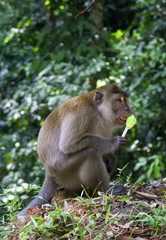 Macaque crabier (Macaca fascicularis) gourmand. Langkawi, Malaisie.