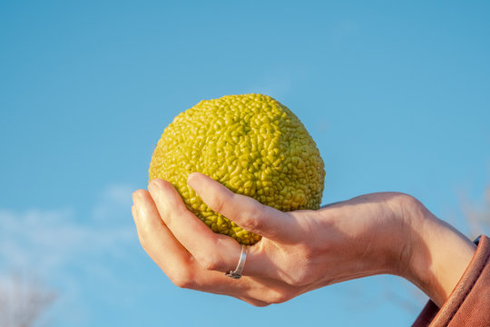 Hand holding a green fruit of Maclura pomifera, Osage orange, horse apple or adam apple