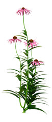 3D Rendering Cone Flowers on White