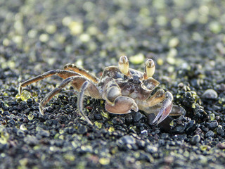 Crabe fantôme sur une plage de Saint Paul, La Réunion