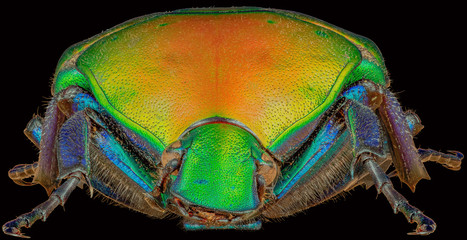 Flower chafer frontal