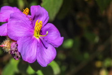 Obraz premium beautiful bloomed nilgiris purple flower 