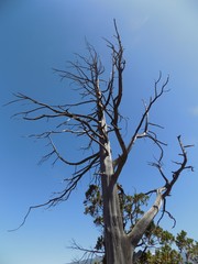 Arbol