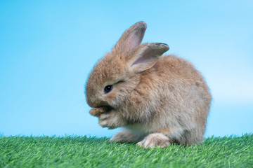 Naklejka na ściany i meble Furry and fluffy cute Black rabbit is Standing on two legs on Green grass and blue background and cleaning the front legs. Concept of rodent pet and easter.