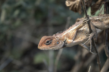 a garden lizard holding a stem so tight