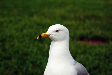 Seagull standing in the park.