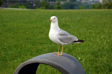 Seagull standing in the park.