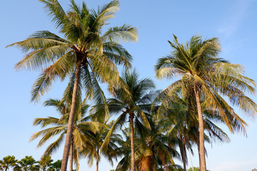 Fototapeta na wymiar Coconut tree and blue sky background.