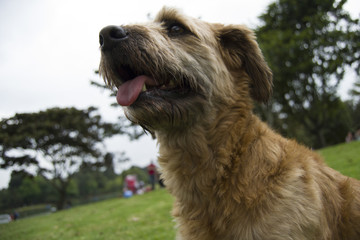 brown dog being happy in the park whit green background