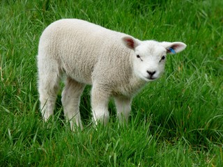 Naklejka na ściany i meble cute lamb standing in meadow