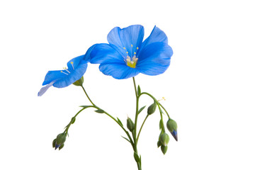 flax flower isolated
